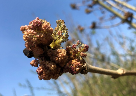 The black buds of the ash branches have burst, releasing the purple anthers